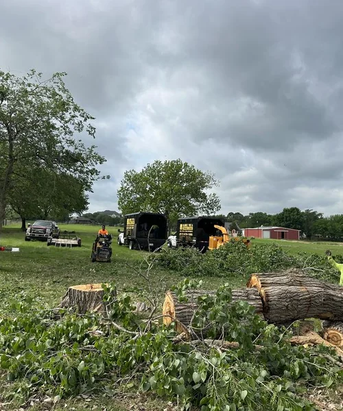 Tree Removal in Pantego 